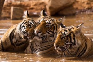 top 10 places to visit in rajathan ranthambhore 