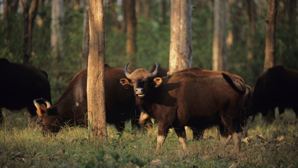 Enriching Journeys | Blog | Exploring the Western Ghats