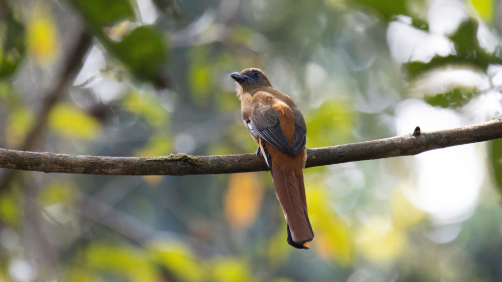 Enriching Journeys Blog Thattekad Bird Sanctuary Paradise for Bird